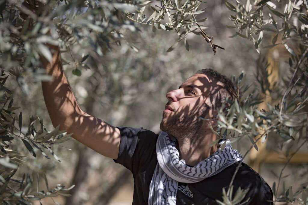 Homme barbu portant un keffieh et un t-shirt Adidas récoltant des olives à la main dans un olivier ensoleillé.